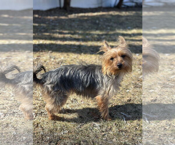Medium Photo #10 Mutt Puppy For Sale in Allentown,, PA, USA
