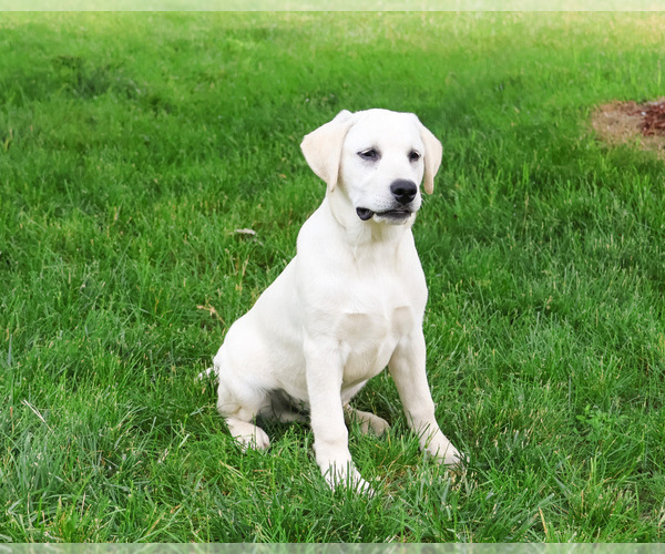 Medium Photo #3 Labrador Retriever Puppy For Sale in SYRACUSE, IN, USA
