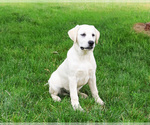 Small #2 Labrador Retriever