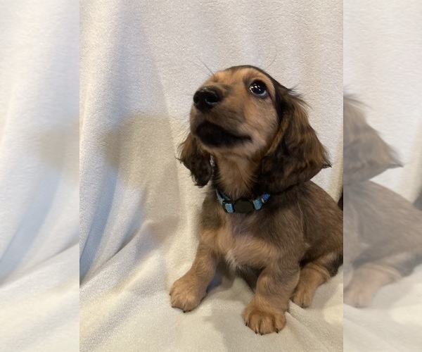 Medium Photo #3 Dachshund Puppy For Sale in BUCHANAN, GA, USA