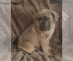 Small #9 Cane Corso