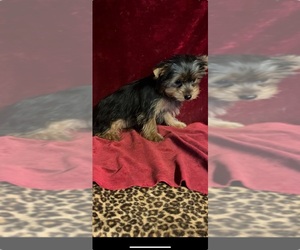 Yorkshire Terrier Puppy for sale in PONCHATOULA, LA, USA