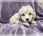 Small #4 Poodle (Miniature) Mix