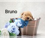Small #5 Golden Retriever