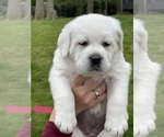 Small Photo #22 Labrador Retriever Puppy For Sale in DIX HILLS, NY, USA