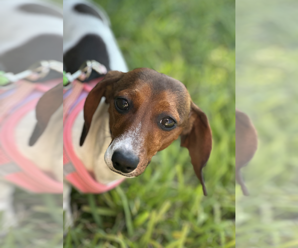 Medium Photo #2 Dachshund Puppy For Sale in Weston, FL, USA
