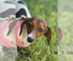 Small #1 Dachshund