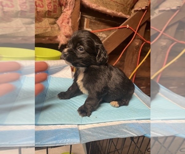 Medium Photo #1 Chiweenie Puppy For Sale in PIKEVILLE, NC, USA