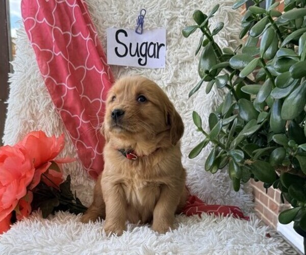 Medium Photo #3 Golden Retriever Puppy For Sale in THORP, WI, USA