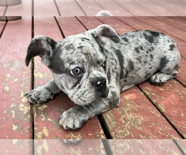 Medium Photo #5 French Bulldog Puppy For Sale in LA VERGNE, TN, USA