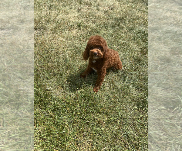 Medium Photo #115 Poodle (Miniature) Puppy For Sale in WARSAW, IN, USA