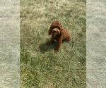 Small Photo #115 Poodle (Miniature) Puppy For Sale in WARSAW, IN, USA