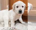 Small #2 Labrador Retriever