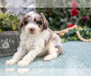 Medium Poodle (Miniature)