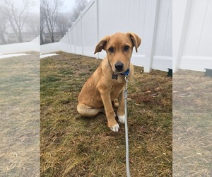 Medium Labrador Retriever Mix