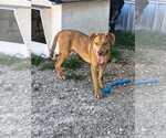 Small #5 Catahoula Leopard Dog