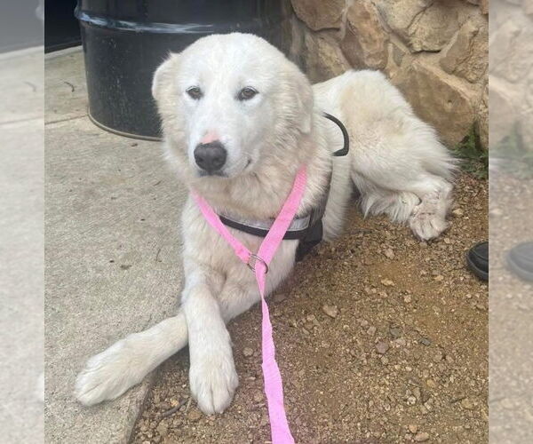 Medium Photo #2 Great Pyrenees Puppy For Sale in Dallas, TX, USA