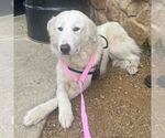 Small #1 Great Pyrenees