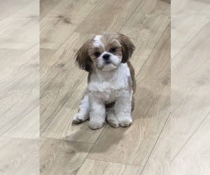 Shih Tzu Puppy for sale in PENN RUN, PA, USA