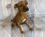 Small #4 Black Mouth Cur Mix