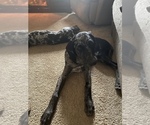 Small Photo #10 Catahoula Leopard Dog Puppy For Sale in ELK RIVER, MN, USA