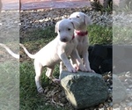 Small Photo #1 Dogo Argentino Puppy For Sale in CHULA VISTA, CA, USA