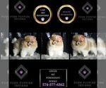 Small Photo #17 Pomeranian Puppy For Sale in WARSAW, IN, USA