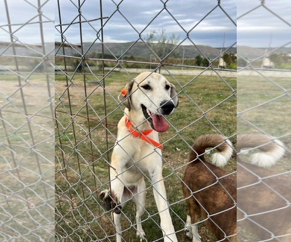 Medium Photo #2 Anatolian Shepherd-Labrador Retriever Mix Puppy For Sale in Rockaway, NJ, USA