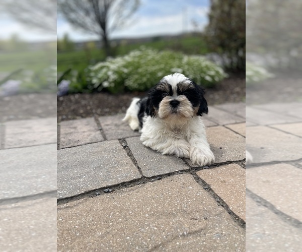 Medium Photo #4 Shih Tzu Puppy For Sale in CANOGA, NY, USA