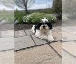 Small #3 Shih Tzu