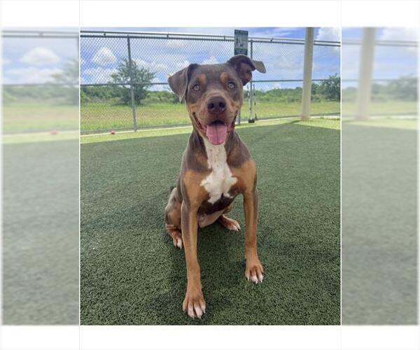 Medium Photo #2 Mutt Puppy For Sale in Pearland, TX, USA