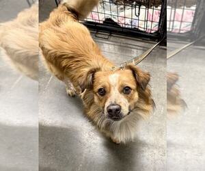 Australian Shepherd-Unknown Mix Dogs for adoption in Lee's Summit, MO, USA