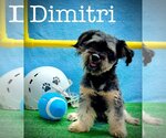 Small Photo #3 Havanese-Unknown Mix Puppy For Sale in Arcadia, FL, USA