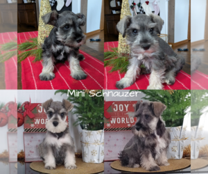 Schnauzer (Miniature) Litter for sale in GOSHEN, IN, USA
