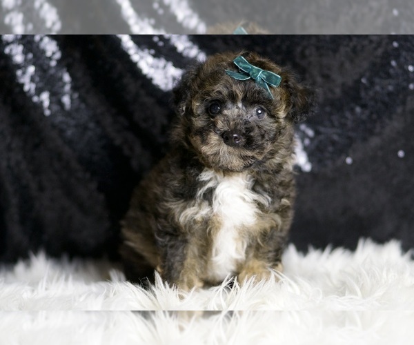 Medium Photo #2 Poodle (Toy) Puppy For Sale in WARSAW, IN, USA