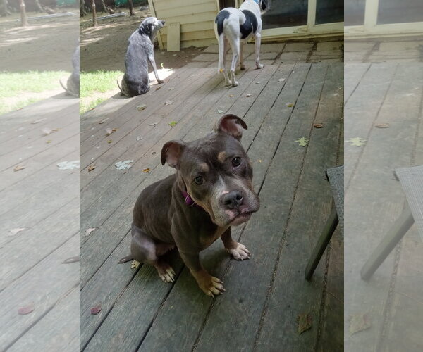 Medium Photo #2 Mutt Puppy For Sale in Rootstown, OH, USA