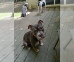 Small Photo #2 Mutt Puppy For Sale in Rootstown, OH, USA