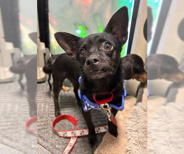 Medium Photo #1 Chiweenie Puppy For Sale in Stanhope, NJ, USA