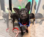 Small Chiweenie