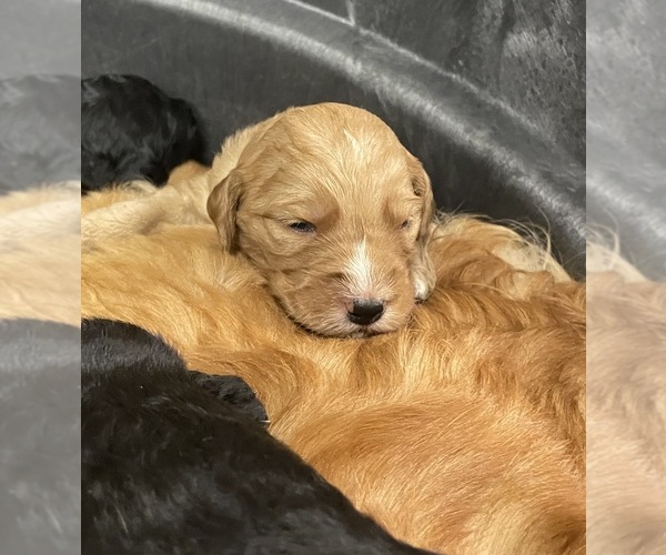 Medium Photo #5 Goldendoodle Puppy For Sale in WICHITA, KS, USA