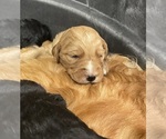 Small Photo #5 Goldendoodle Puppy For Sale in WICHITA, KS, USA