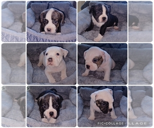 American Bully Puppy for Sale in ARLINGTON, Texas USA