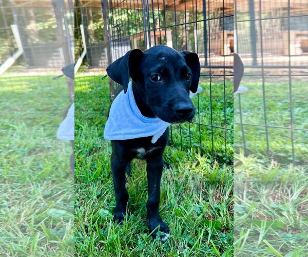 Medium Photo #1 Labrador Retriever Puppy For Sale in Southbury, CT, USA
