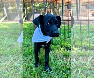 Labrador Retriever Dogs for adoption in Southbury, CT, USA