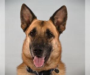 German Shepherd Dog Dogs for adoption in Fort Collins, CO, USA