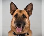 Small German Shepherd Dog