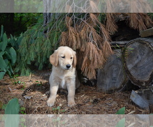 Golden Retriever Litter for sale in GREENWOOD, WI, USA