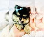Small #5 Pomeranian
