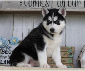 Siberian Husky Puppy for sale in FREDERICKSBG, OH, USA