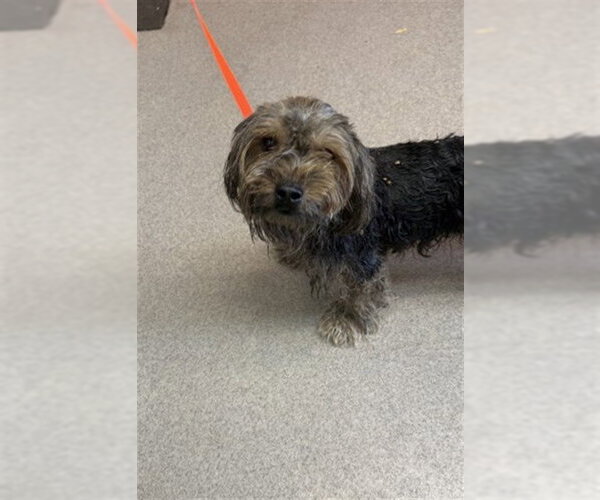 Medium Photo #1 Mutt Puppy For Sale in San Bernardino, CA, USA